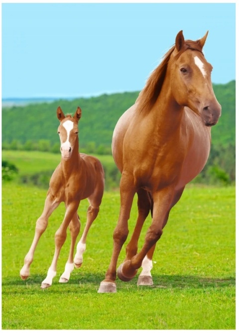 Koc kocyk polarowy narzuta KOŃ pled 100x140 cm